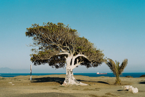 Fig. 8.1 Film Journal - San Pedro 2022