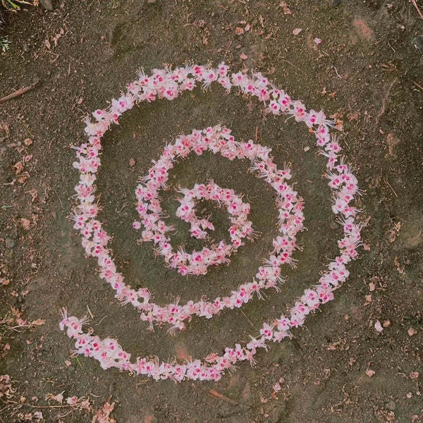 Fig 1.14 angelicdewdrop.jpg