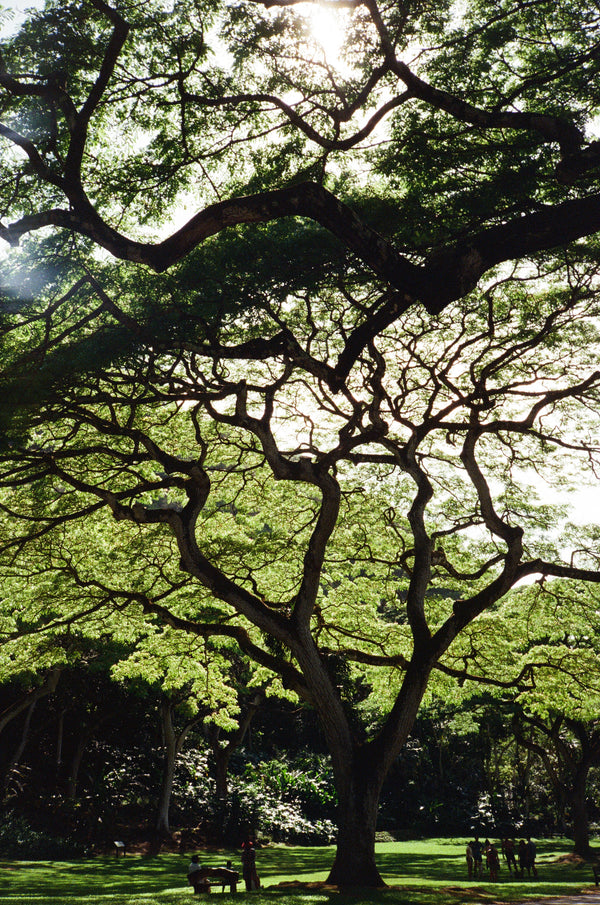 Fig. 8.16 Film Journal - Oahu (2025)